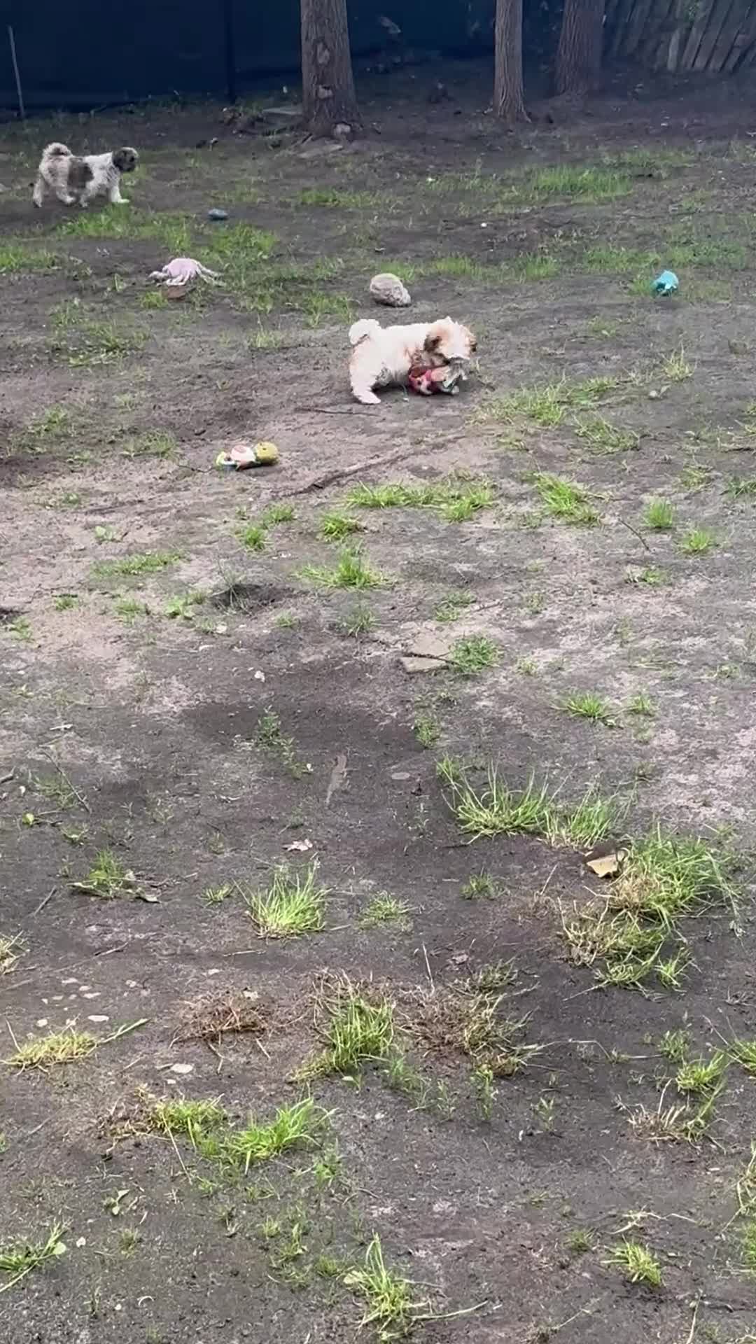 Shih Tzu honden te koop: Shitzu puppy  - Video 2