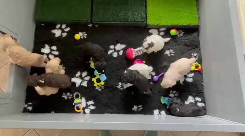 Labradoodle honden te koop: Nog 4 Mini Labradoodle pups beschikbaar.  - Video 1