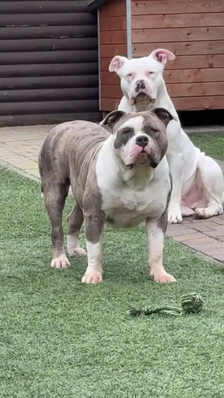 Amerikaanse Bully honden te koop: American Bully XL dekreu  - Video 1