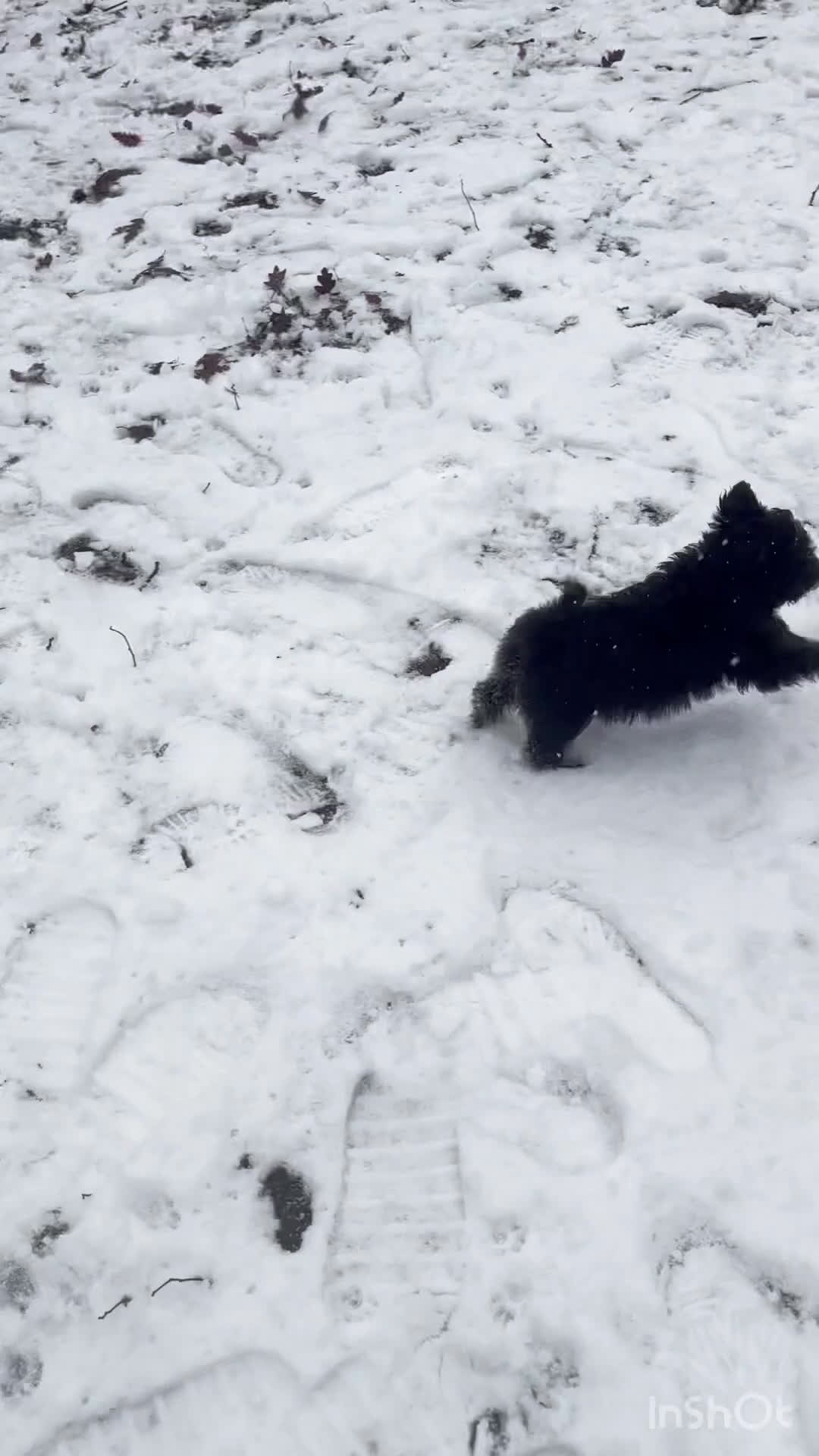 Kruising honden te koop: Zeer lieve pluizenbolletjes met krul 🤗 PomxPoedel - Video 1