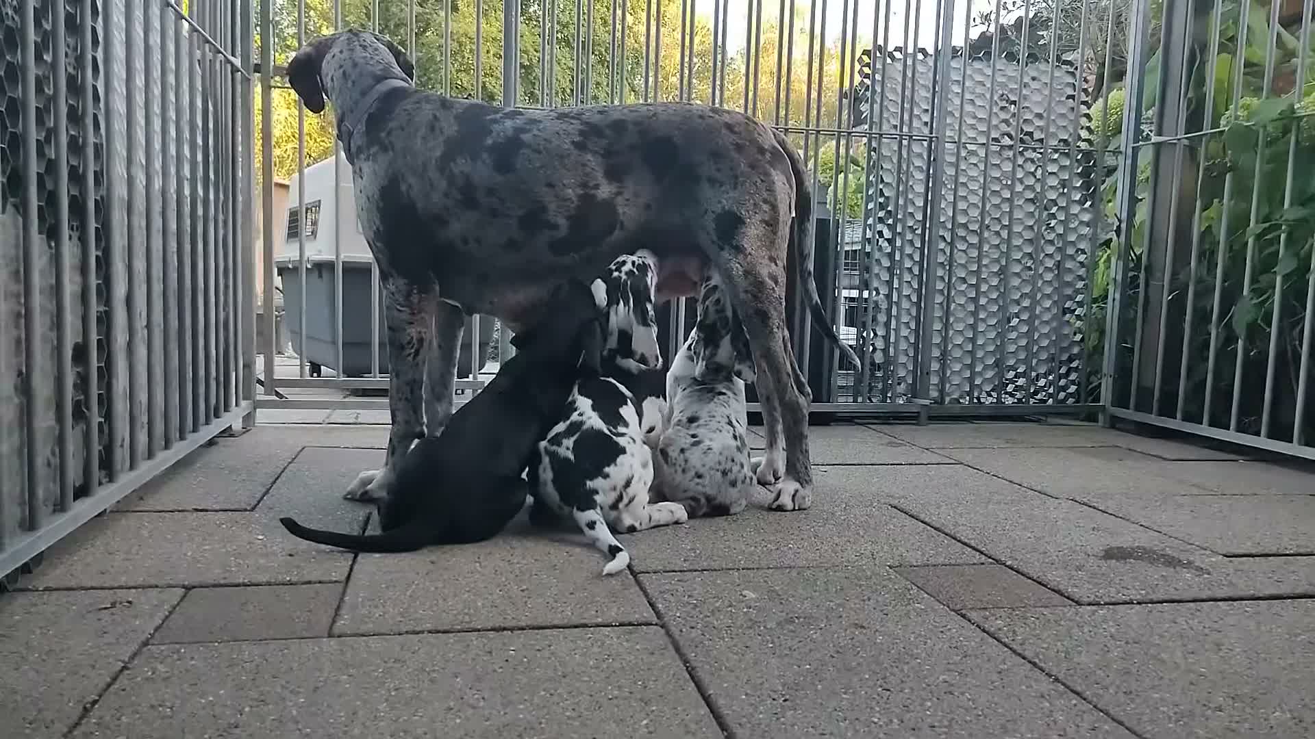 Duitse Dog honden te koop: Duitse Doggen pups in Koewacht - Video 2