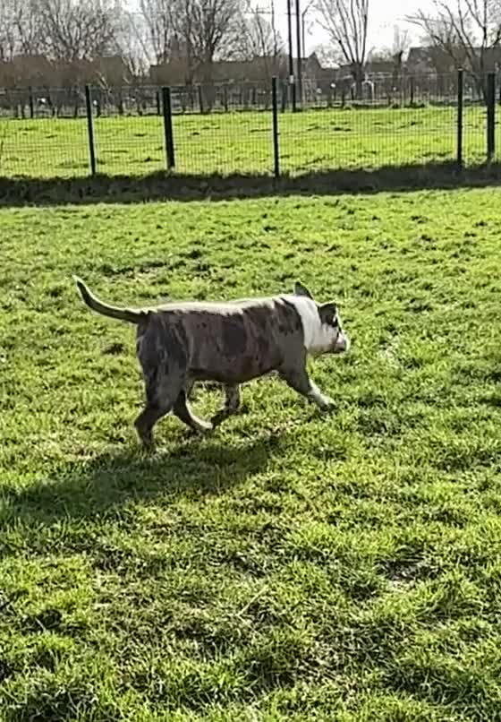 Amerikaanse Bully honden ter dekking: American Bully XL dekreu  - Video 1
