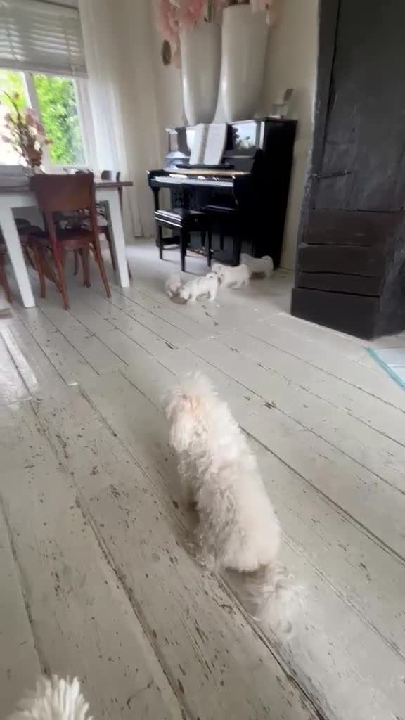 Bolognezer honden te koop: Super mooie bolognezer pupjes met stamboom - Video 2