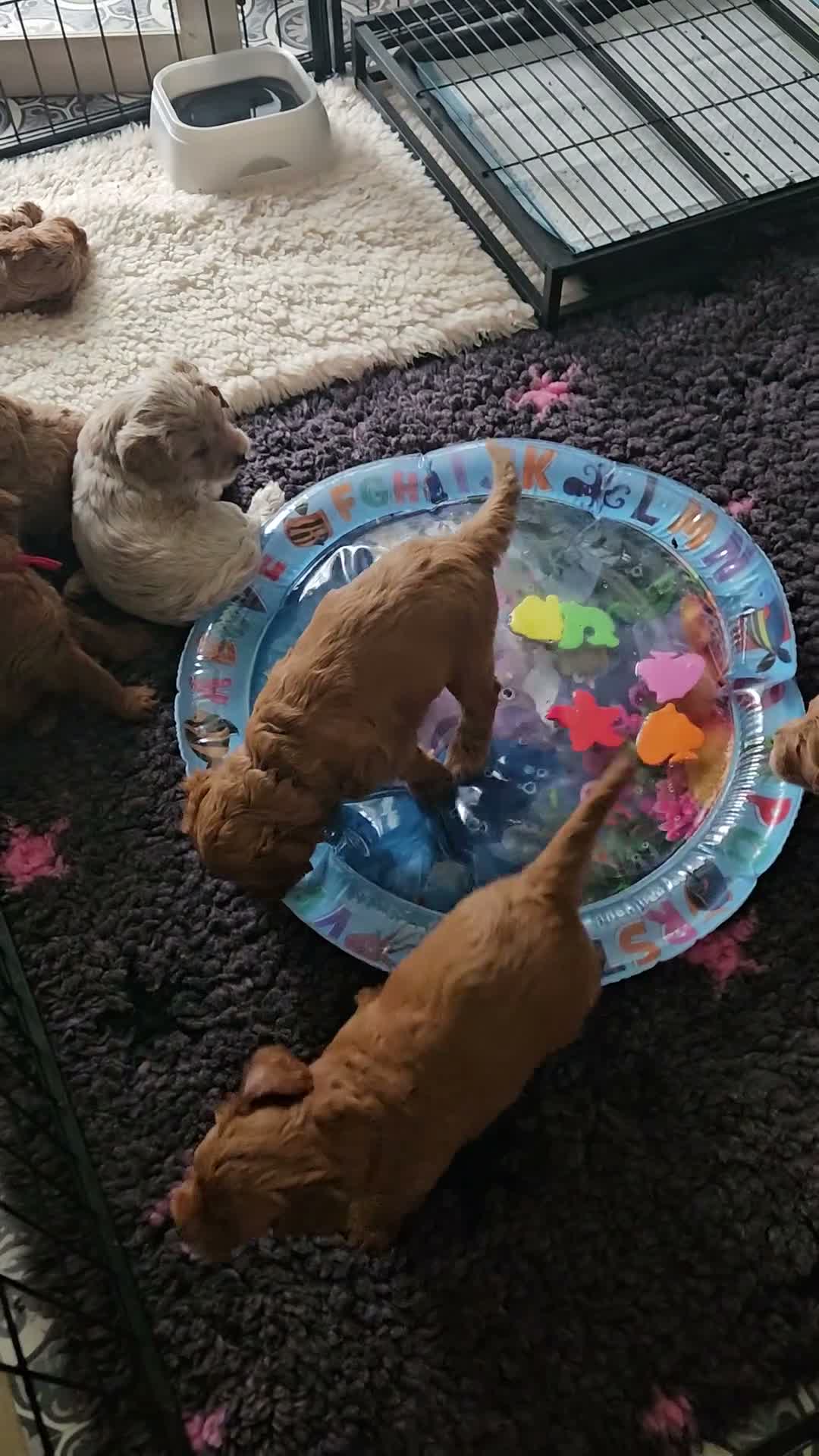 Australian Labradoodle honden te koop: Australian Labradoodle pups met Wala stamboom  - Video 1