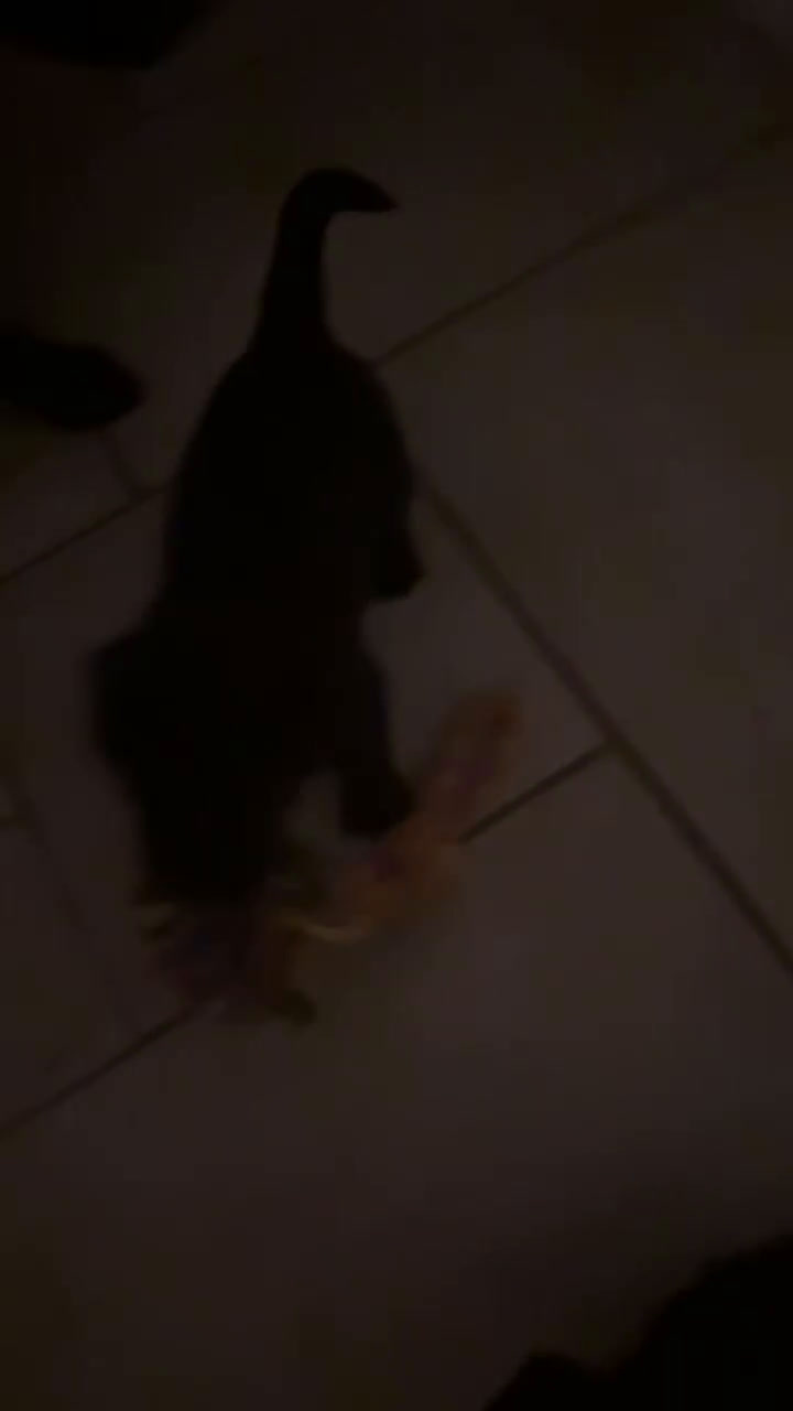 Kruising honden te koop: Puppy’s te koop – Labrador x Riesenschnauzer mix - Video 1