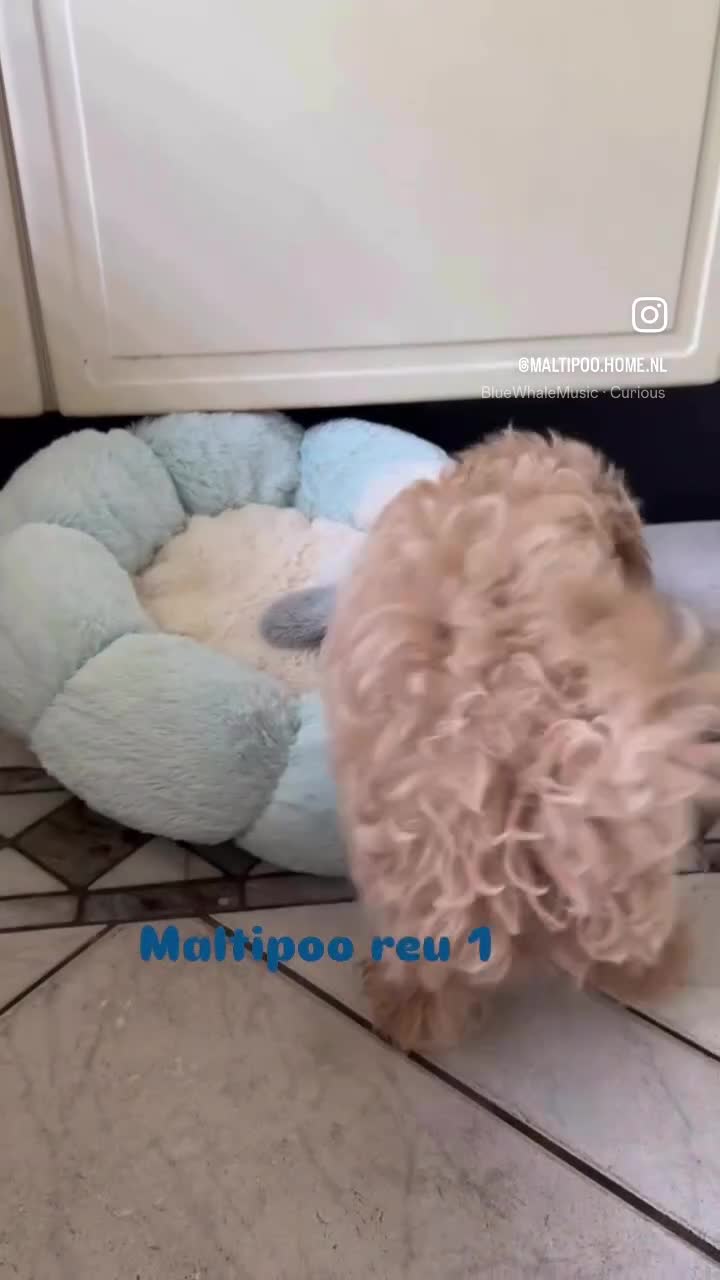 Maltipoo honden te koop: Mini AziatischeF1 Maltipooe reutjes, Top kwaliteit - Video 1