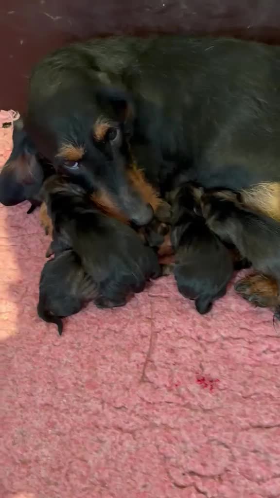 Ruwhaar Teckel honden te koop: Ruwhaar standaar wildkleur pups beschikbaar  - Video 1