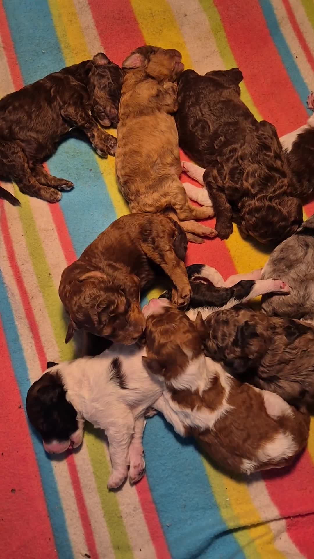 Poedel honden te koop: Schitterende Konings poedel pups - Video 1