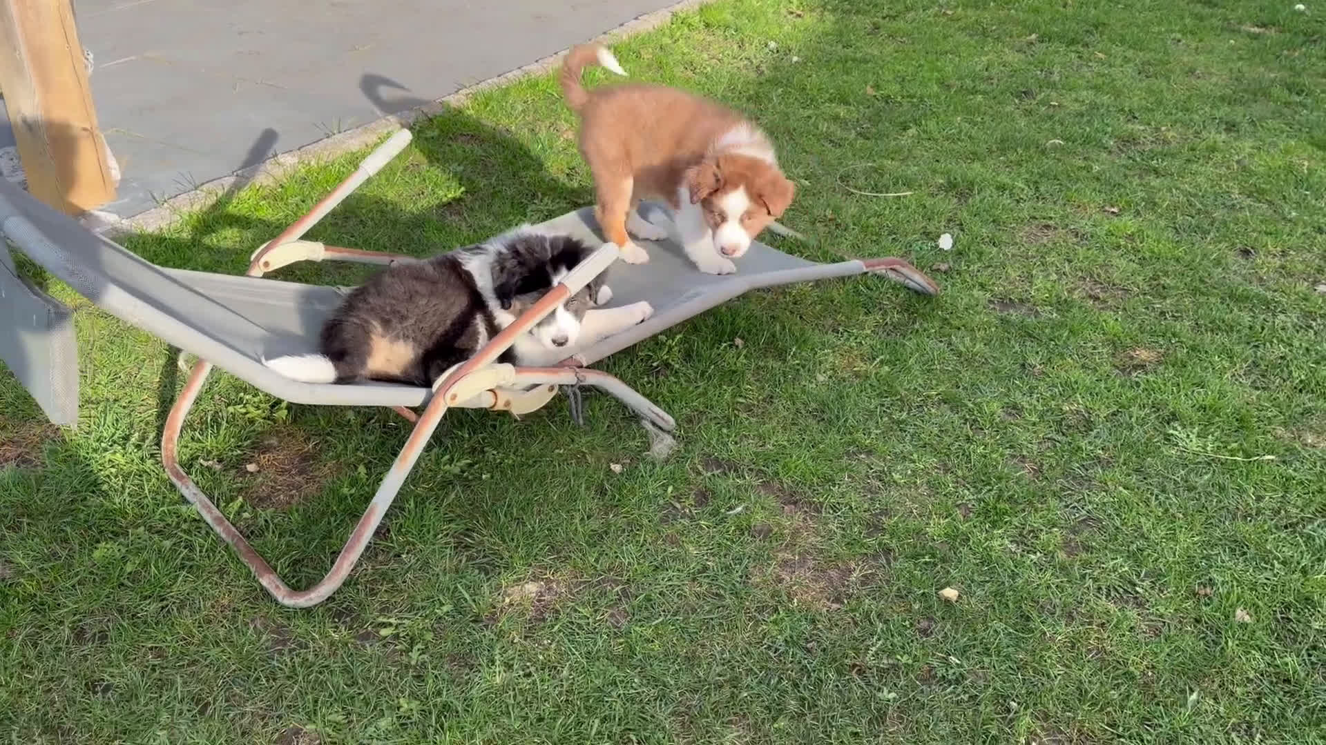 Australian Shepherd honden te koop: 2 Australian shepherd reutjes - Video 1