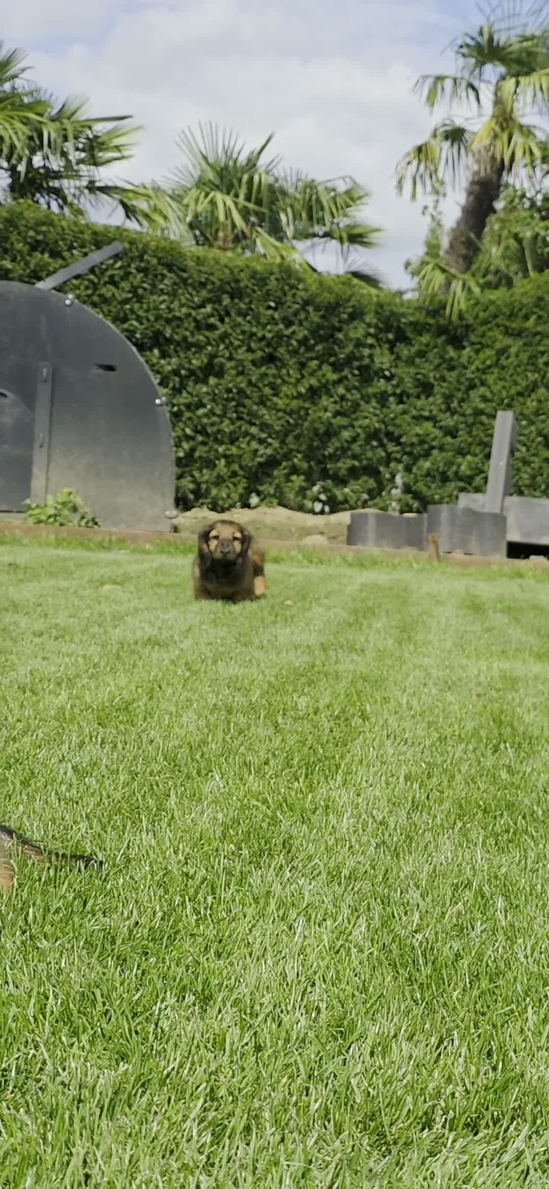 Teckel (langhaar) honden te koop: Prachtige Stamboom Dwergteckelpups langhaar - Video 1
