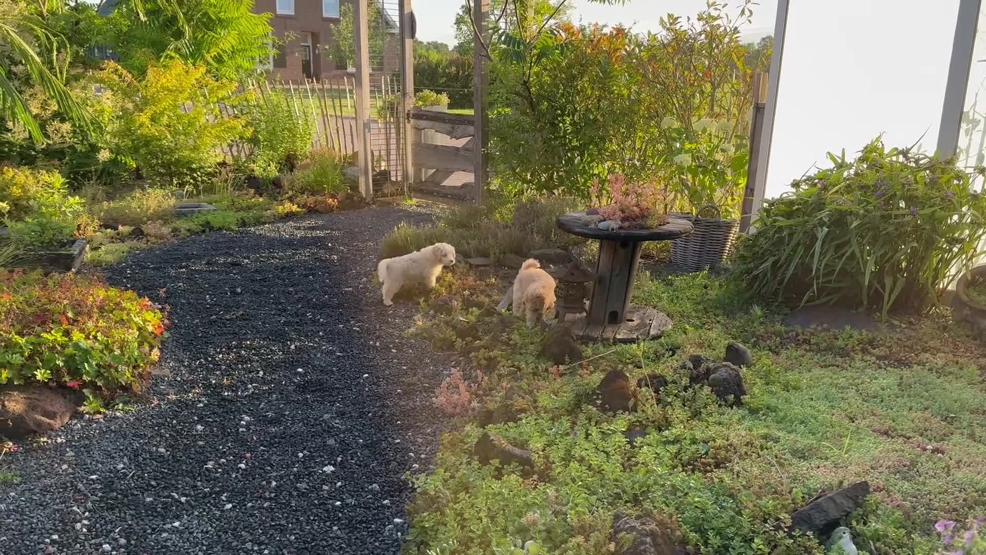 Kruising honden te koop: Sheltidoodle  - Video 1