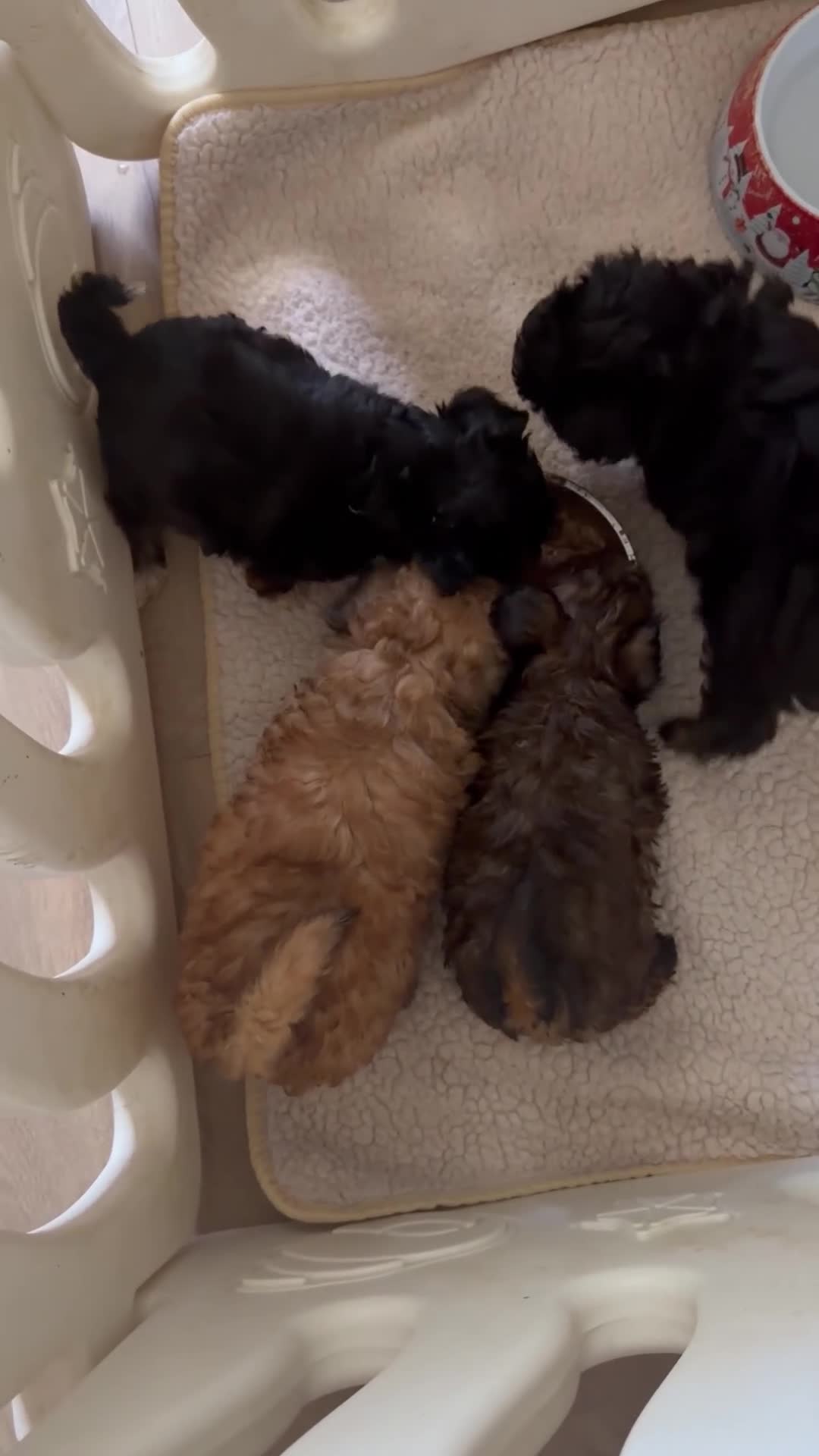 Poedel Toy honden te koop:  4  toy poedel pupjes reutjes een gereserveerd  - Video 1