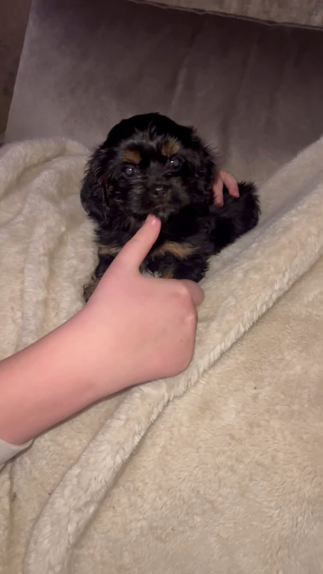 Havanezer honden te koop: Havanezer teefje - Video 4