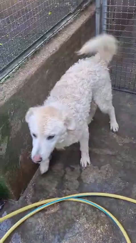 Kruising honden te koop: Samira lief italiaanse diva zoekt baasje - Video 1