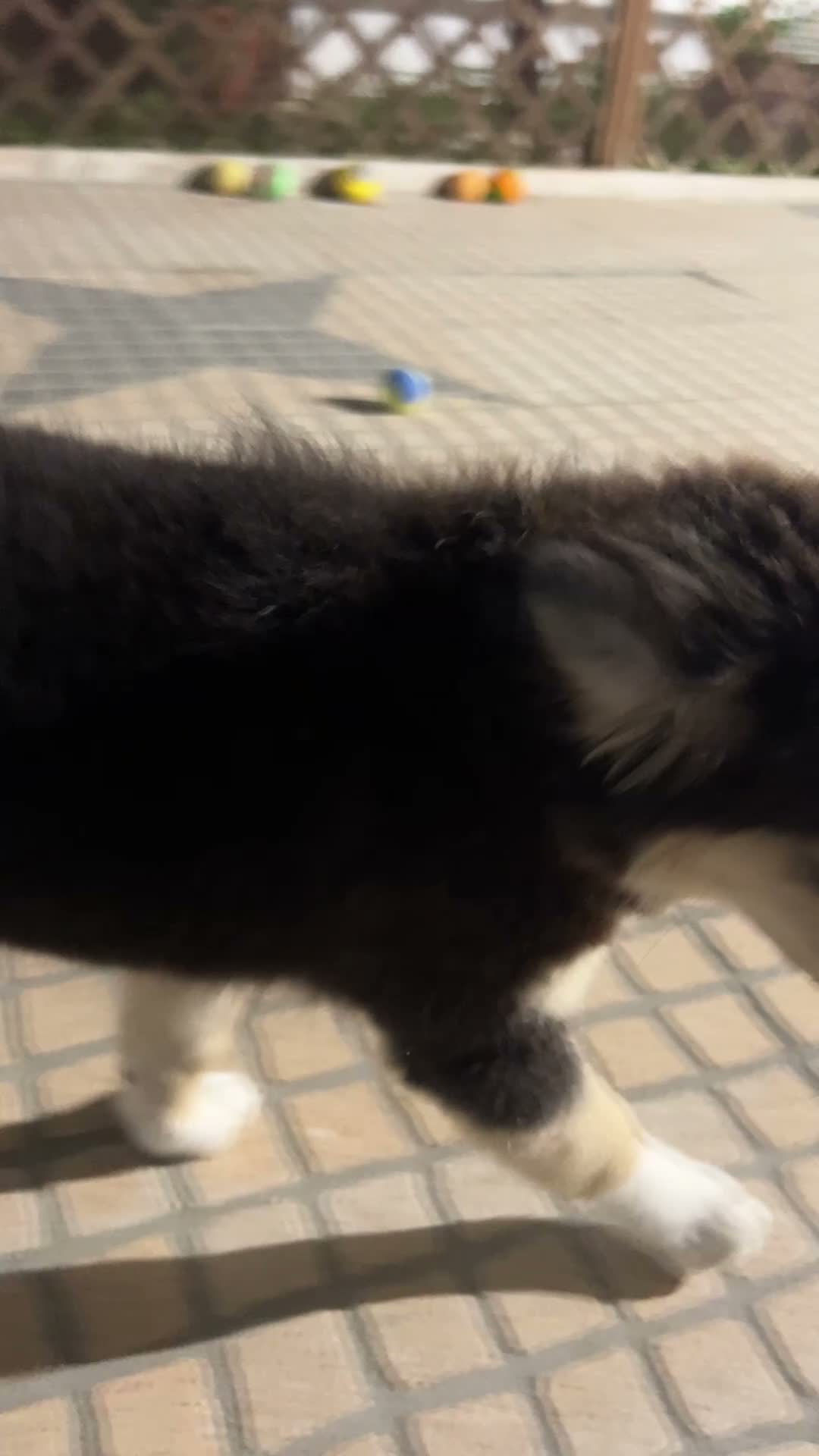 Australian Shepherd honden te koop: Australische Herder Teef met Stamboom in Sas van Gent - Video 1