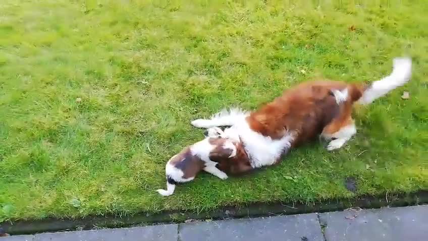 Kooikerhondje honden te koop: Kooiker pups met stamboom - Video 2