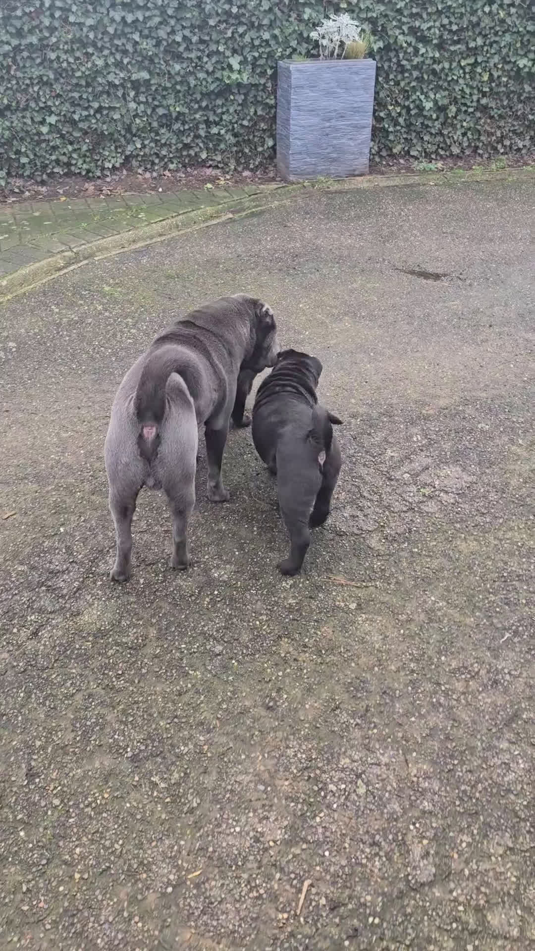 Shar Pei honden te koop:   Nog 2 mooie  sharpei    - Video 2