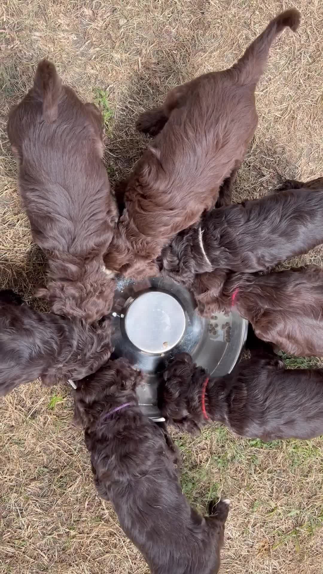 Australian Labradoodle honden te koop: Prachtige donkerbruine Australian Labradoodle reu - Video 4