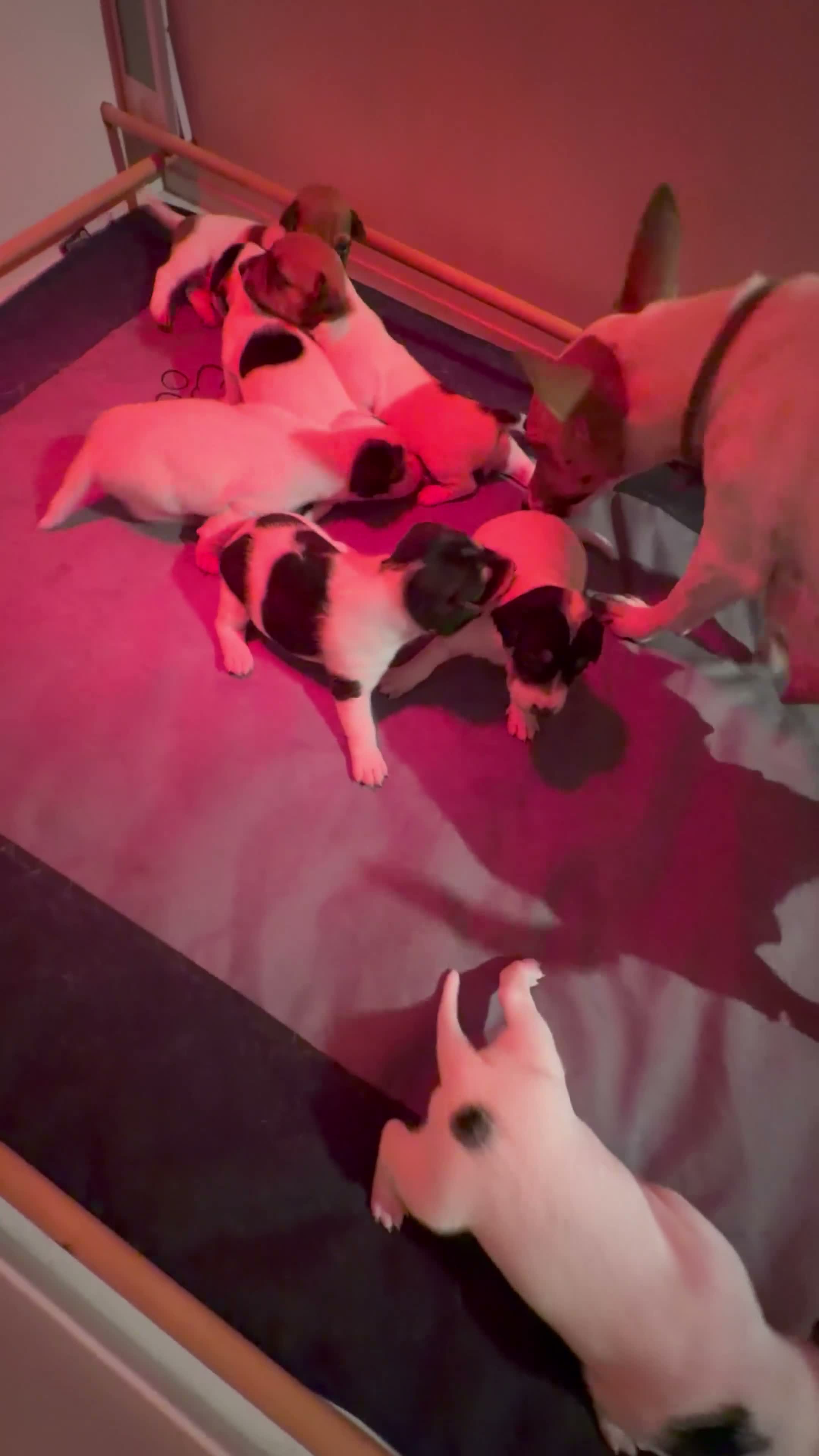 Jack Russel Terriër honden te koop: Schattige jack russels te koop  - Video 1