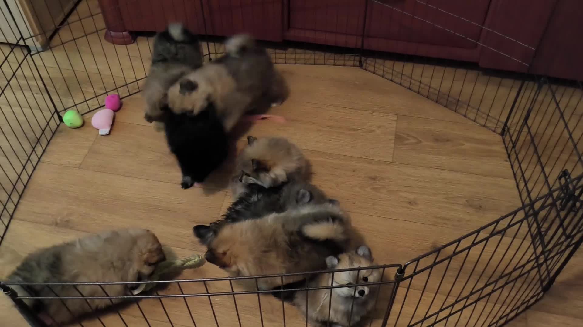Kruising honden te koop: 4 Prachtige Keeshond/Pomeriaan pups (Oranje-Sabel) in Den Haag - Video 1