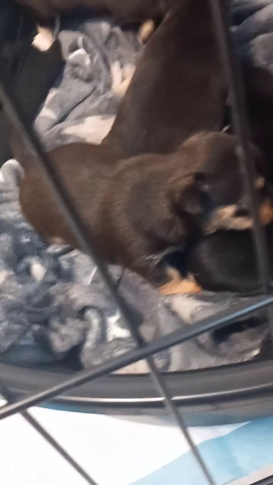 Chihuahua honden te koop: Raszuivere chihuahua pups - Video 1