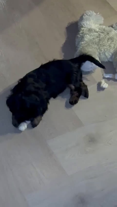 Havanezer honden te koop: Havanezer teefje - Video 1