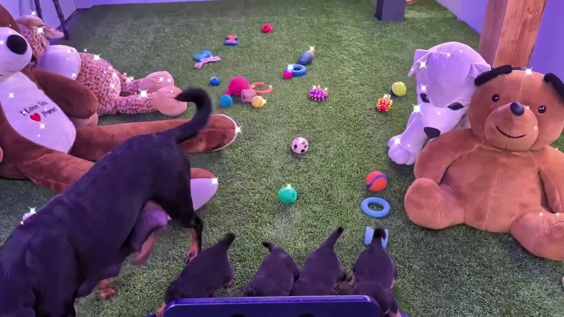Rottweiler honden te koop: Zeer mooie rottweiler pups   - Video 2