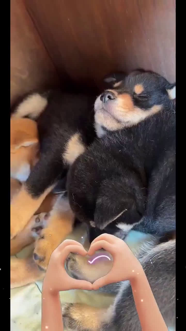 Shiba honden te koop: Shiba inu  - Video 2