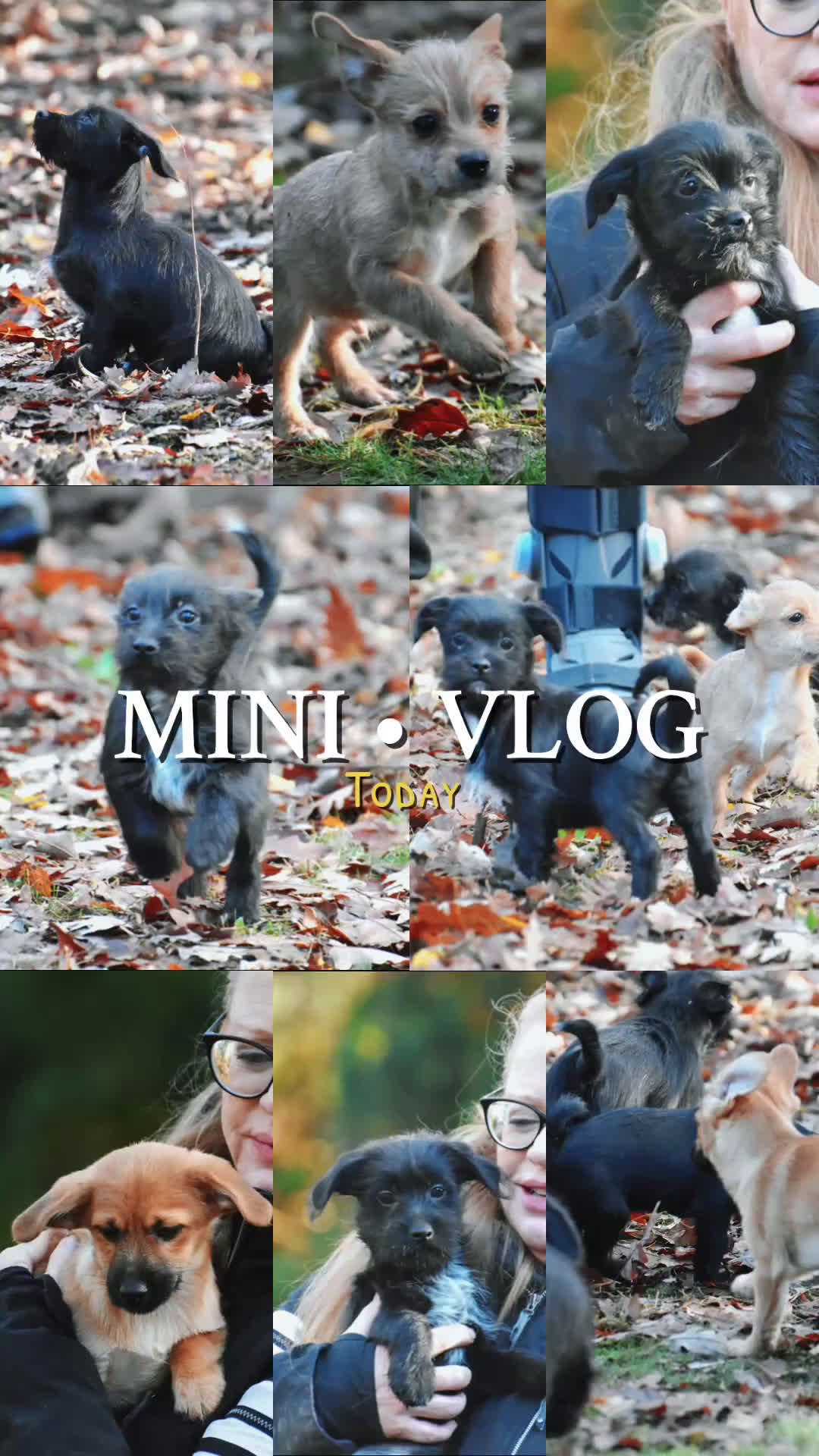 Boomer honden te koop: Super leuke zeer vrije Boomer pups - Video 1