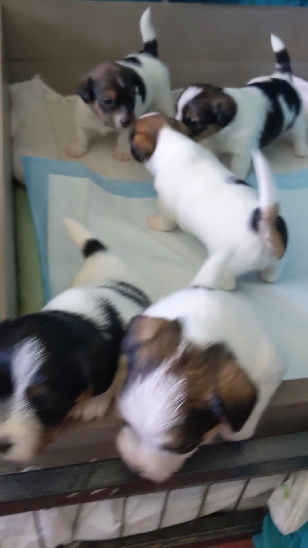 Jack Russel Terriër honden te koop: Prachtige ruwharige Jack Russell pups - Video 2