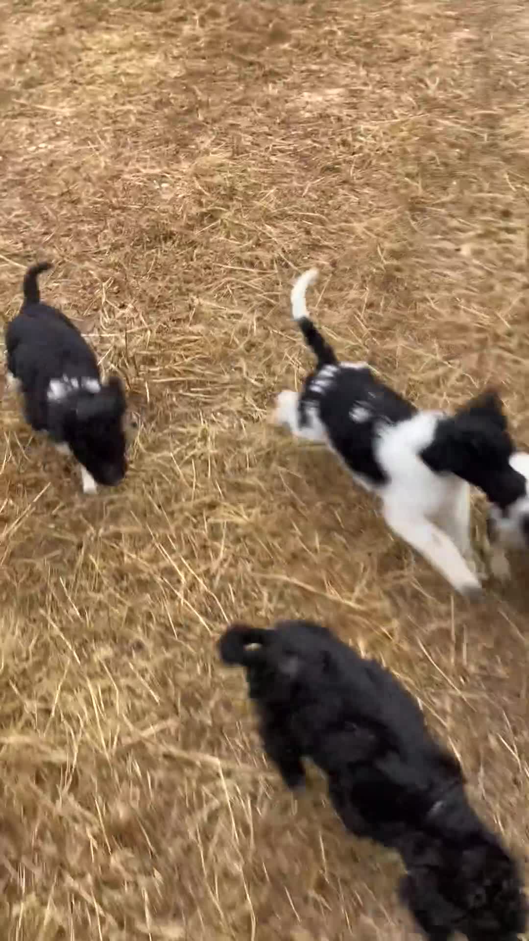 Poedel honden te koop: Prachtig mooie koningspoedel pups! - Video 1