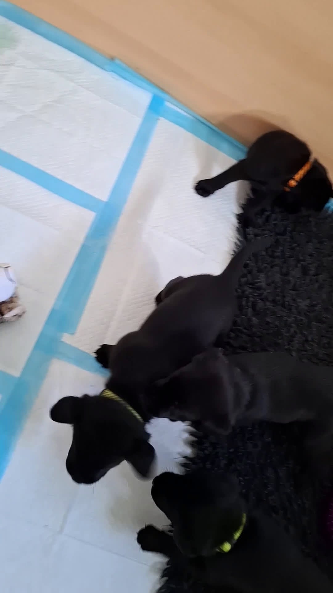 Labrador Retriever honden te koop: Field Trial labrador pup zwart - Video 1