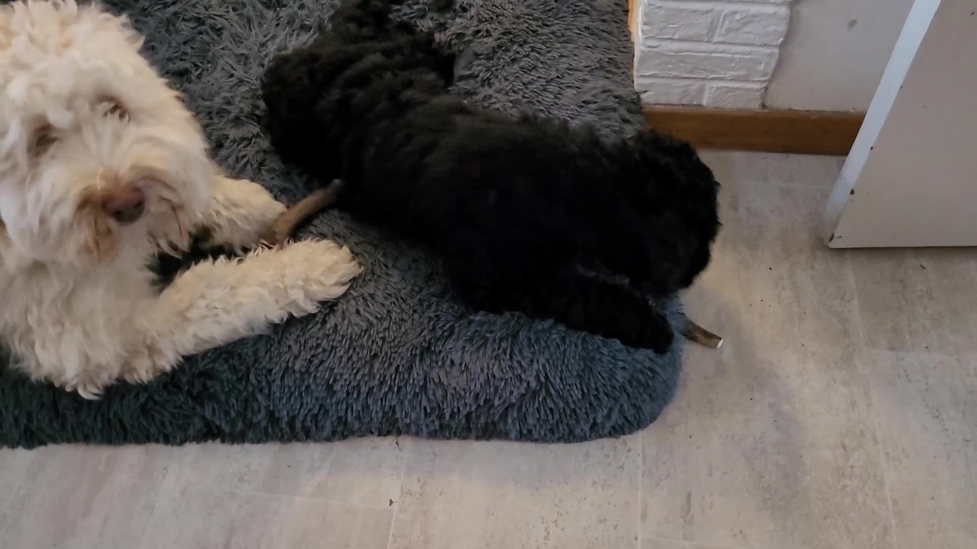 Australian Labradoodle honden te koop: Australian Labradoodle-teefje uit geteste ouders  - Video 1