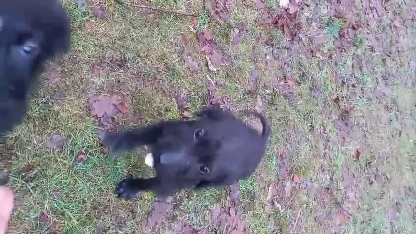 Kruising honden te koop: Een van deze prachtige pups is voor jou bedoeld? - Video 3