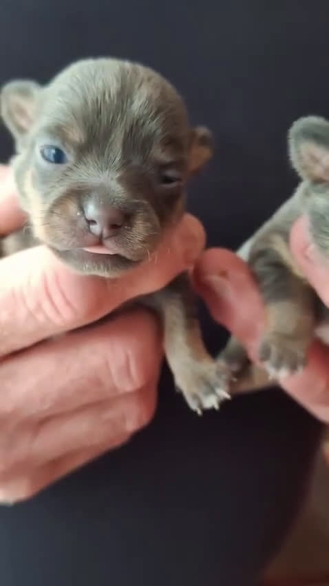 Chihuahua honden te koop: Zeer bijzondere mooie chihuahua pups te koop - Video 1