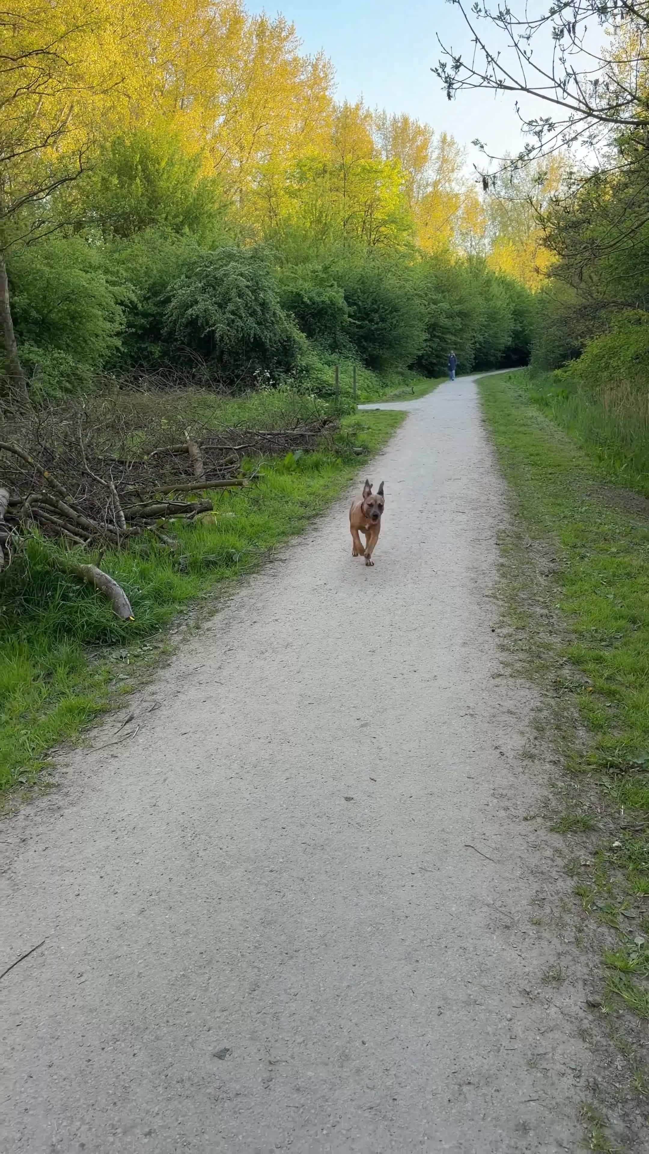 Kruising honden te koop: Koda zoekt een liefdevol nieuw thuis! in Rijswijk - Video 2