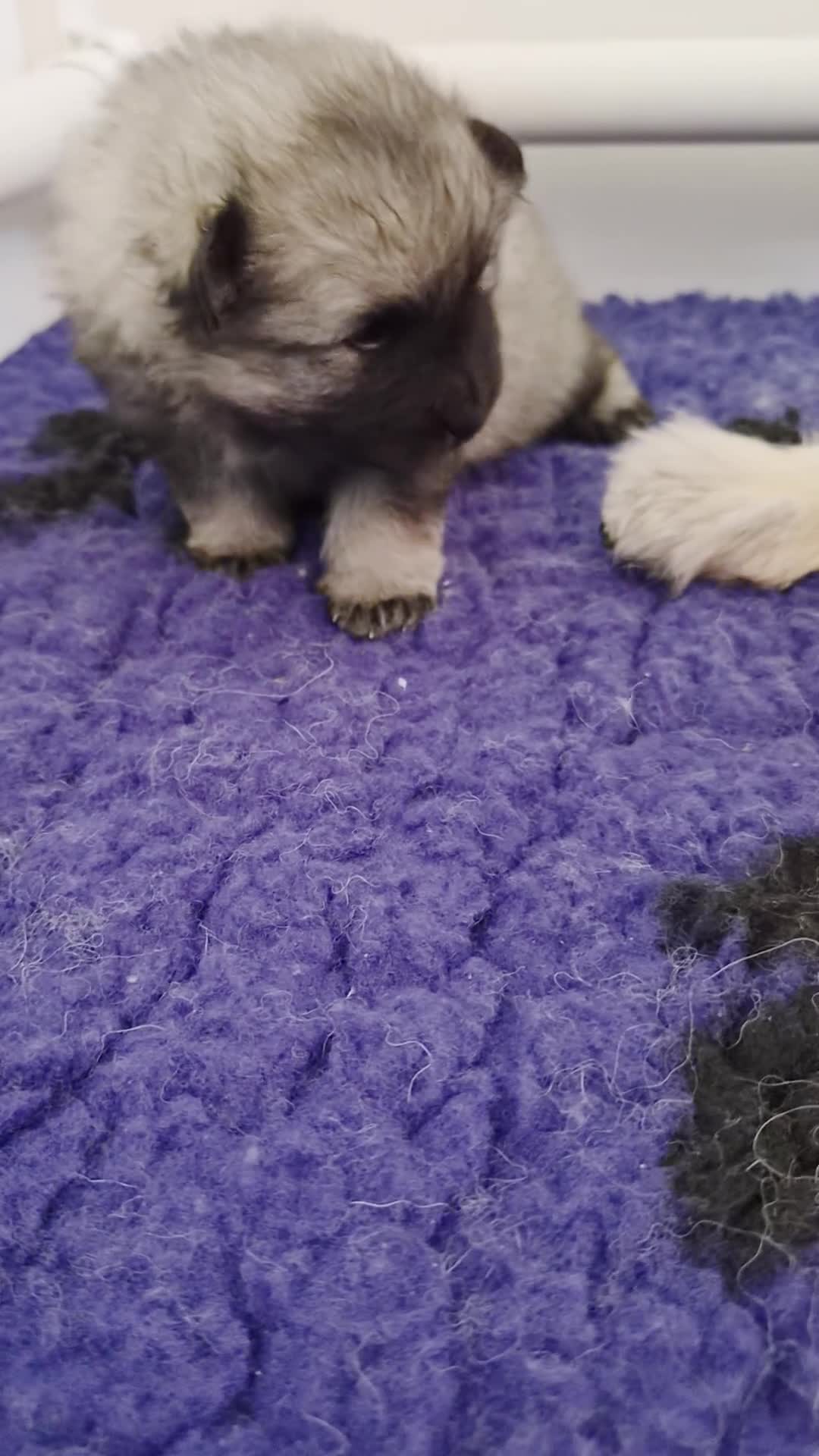 Keeshond honden te koop: Grote grijze keeshond puppy's  - Video 3