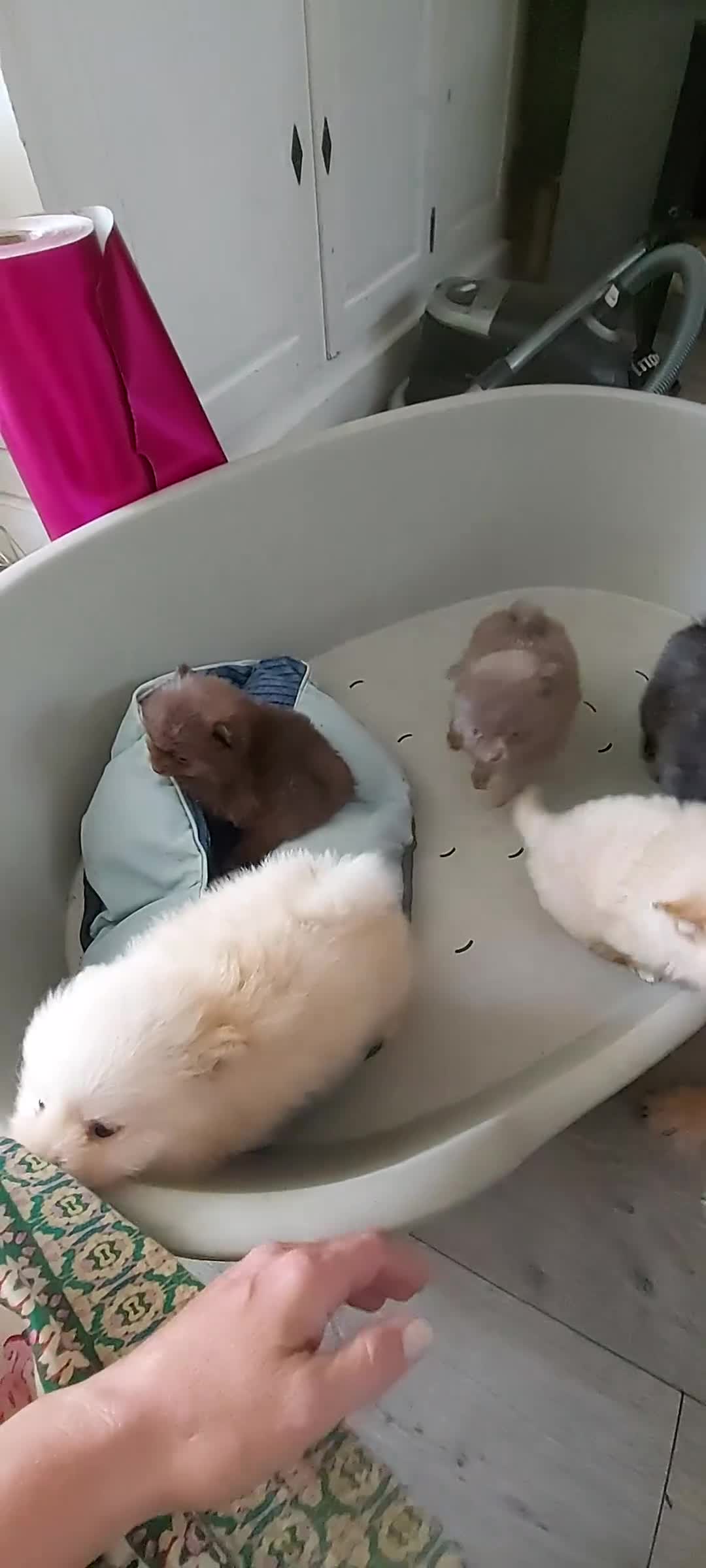 Pomsky honden te koop: Pommeriaan pomsky  - Video 1
