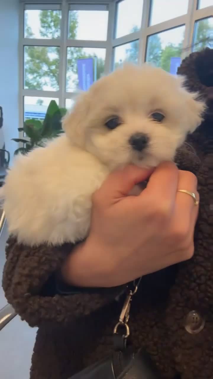 Maltezer honden te koop: Mini Maltezer  - Video 2