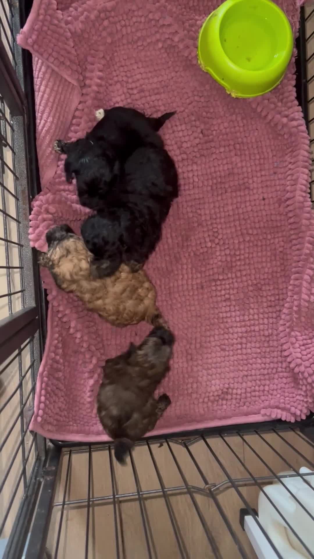 Poedel Toy honden te koop: 4 toy poedel pupjes reutjes  - Video 1