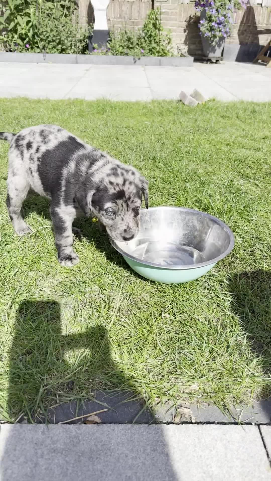 Kruising honden te koop: Labrador x Australian Shepherd pups te koop - Video 1