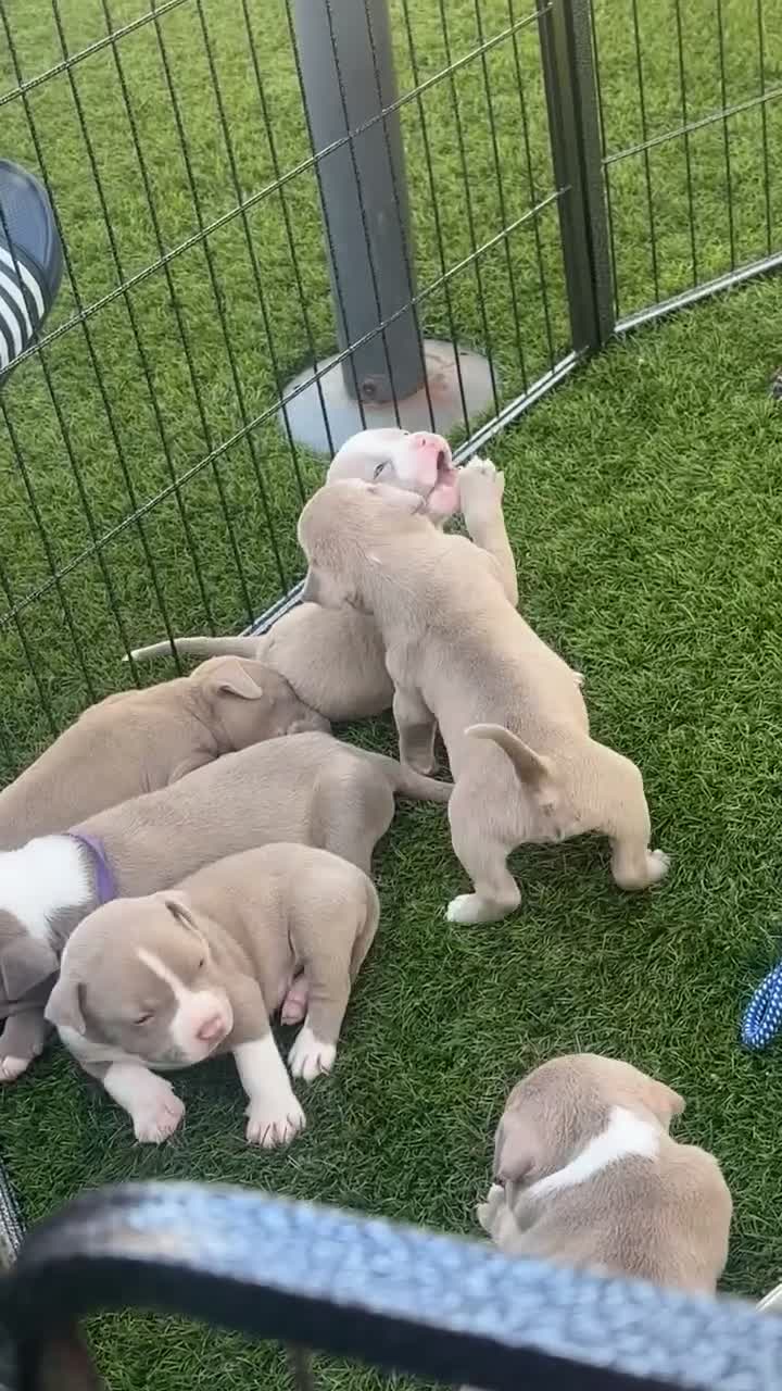 Amerikaanse Bully honden te koop: Amerikaanse pocket bully’s  in Oss - Video 3