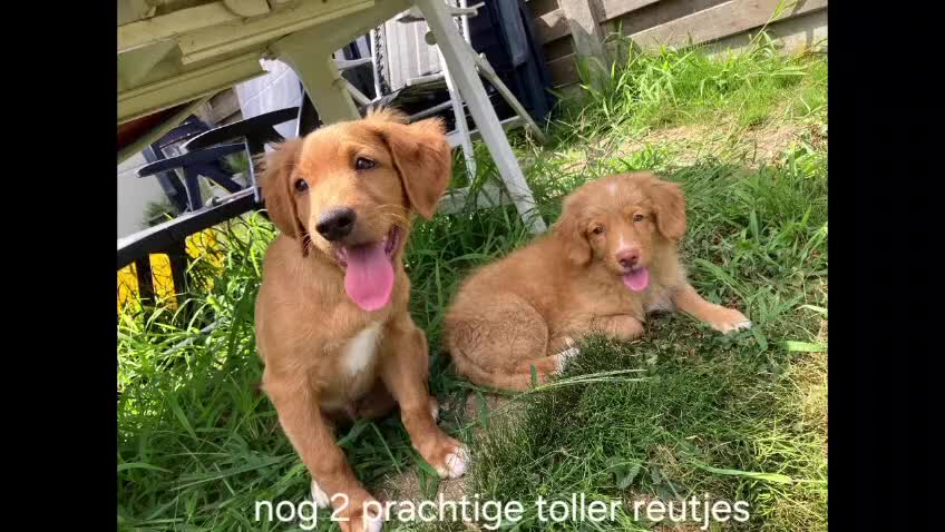 Nova Scotia Duck Tolling Retriever honden te koop: Nova Scotia duck tolling retriever pups,  - Video 1