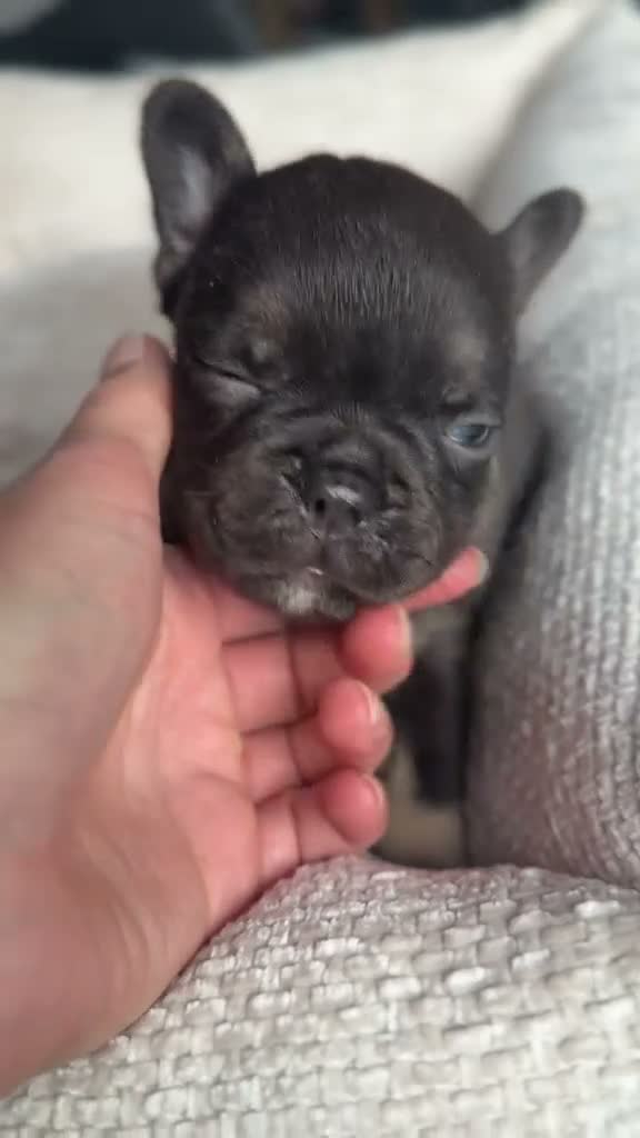 Franse Bulldog honden te koop: Mooie fluffy Franse bulldog pups  - Video 1