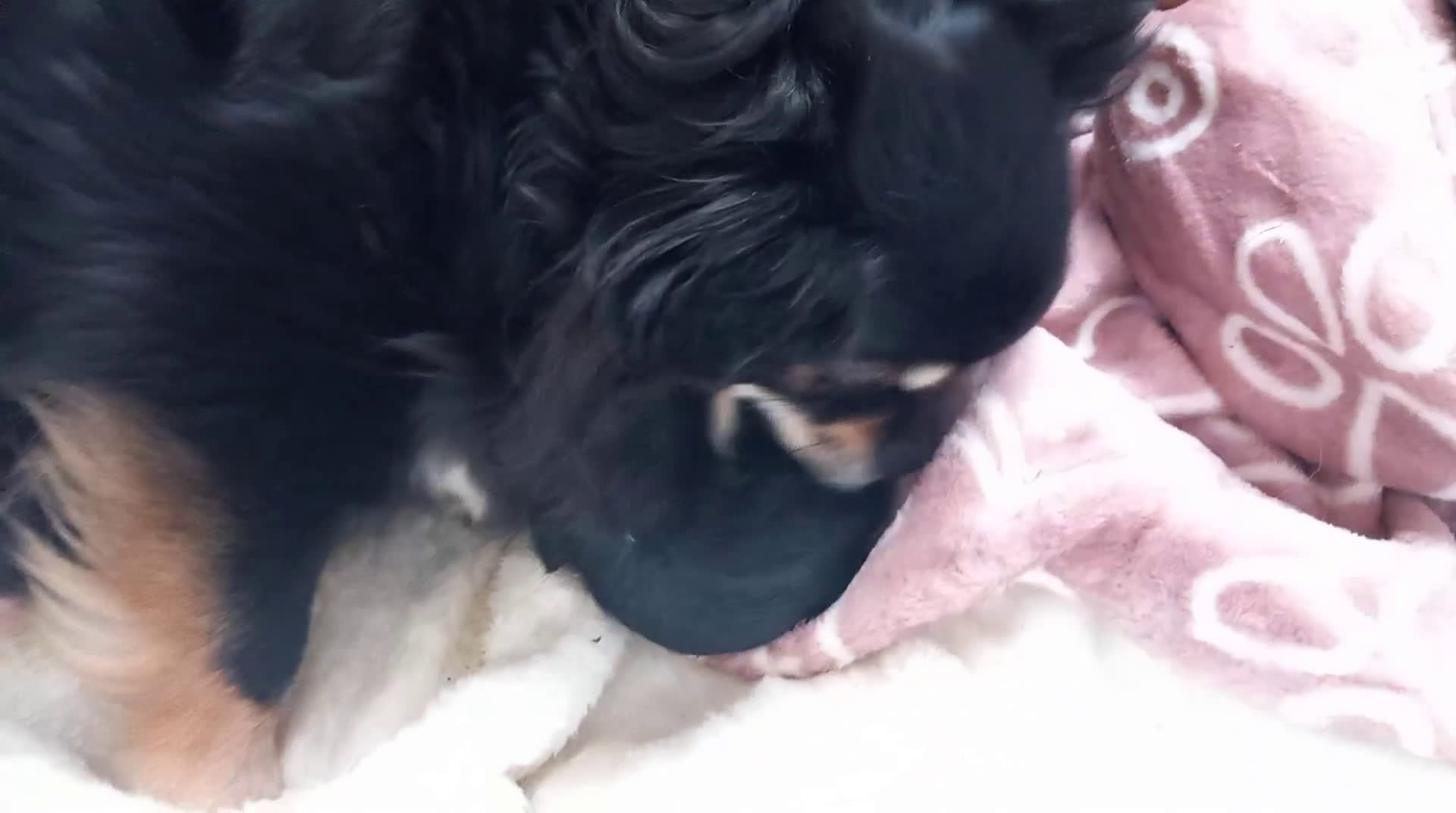 Chihuahua honden te koop: Te koop  chihuahua  pups q - Video 2