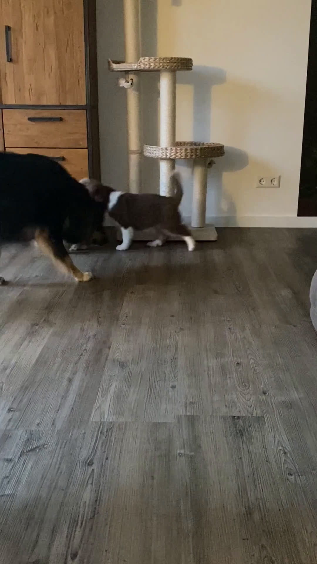 Australian Shepherd honden te koop: Pups verwacht 18 maart Australische herders  - Video 2