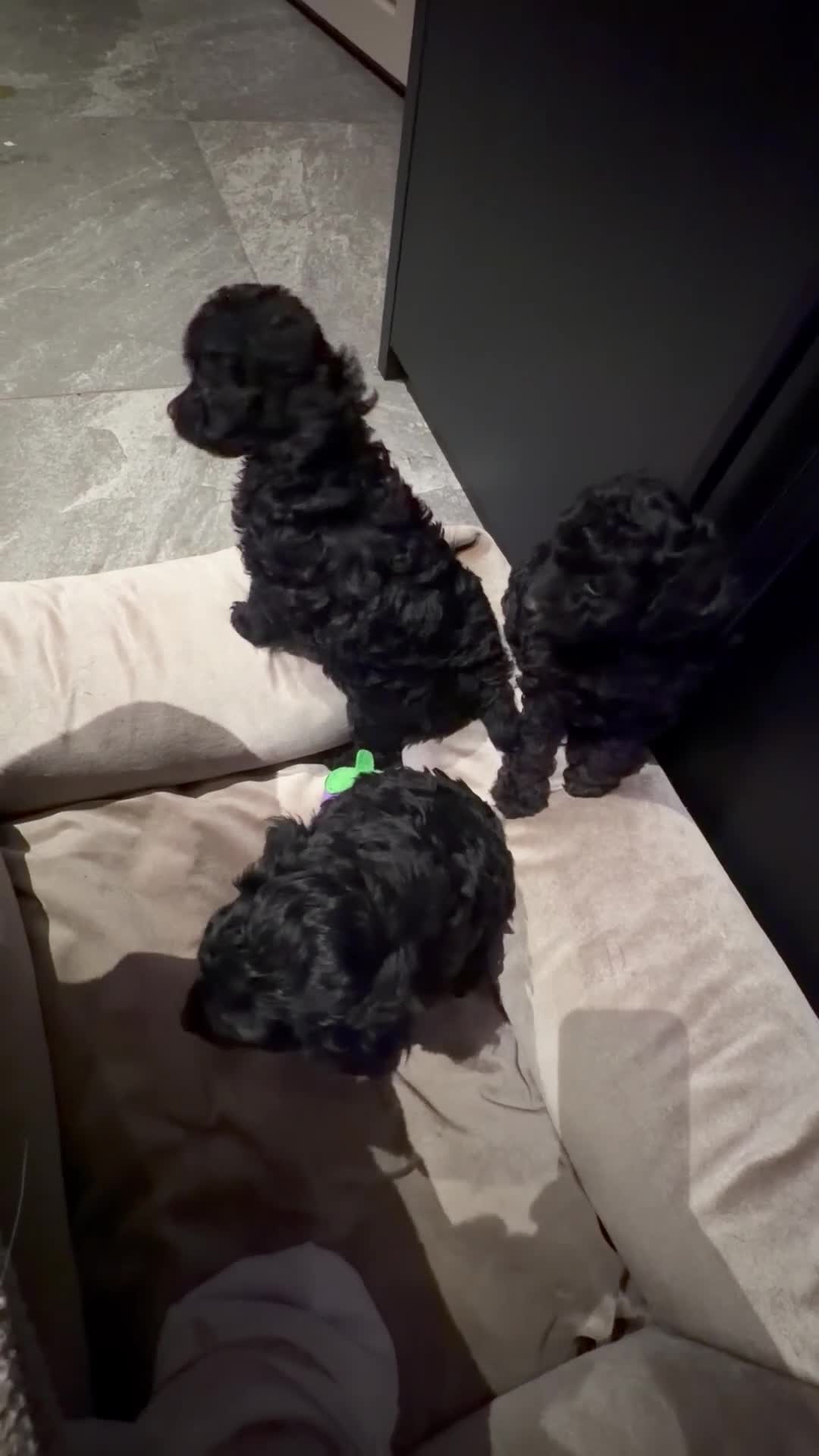 Maltipoo honden te koop: Maltipoo pups geteste vader/moeder - Video 1