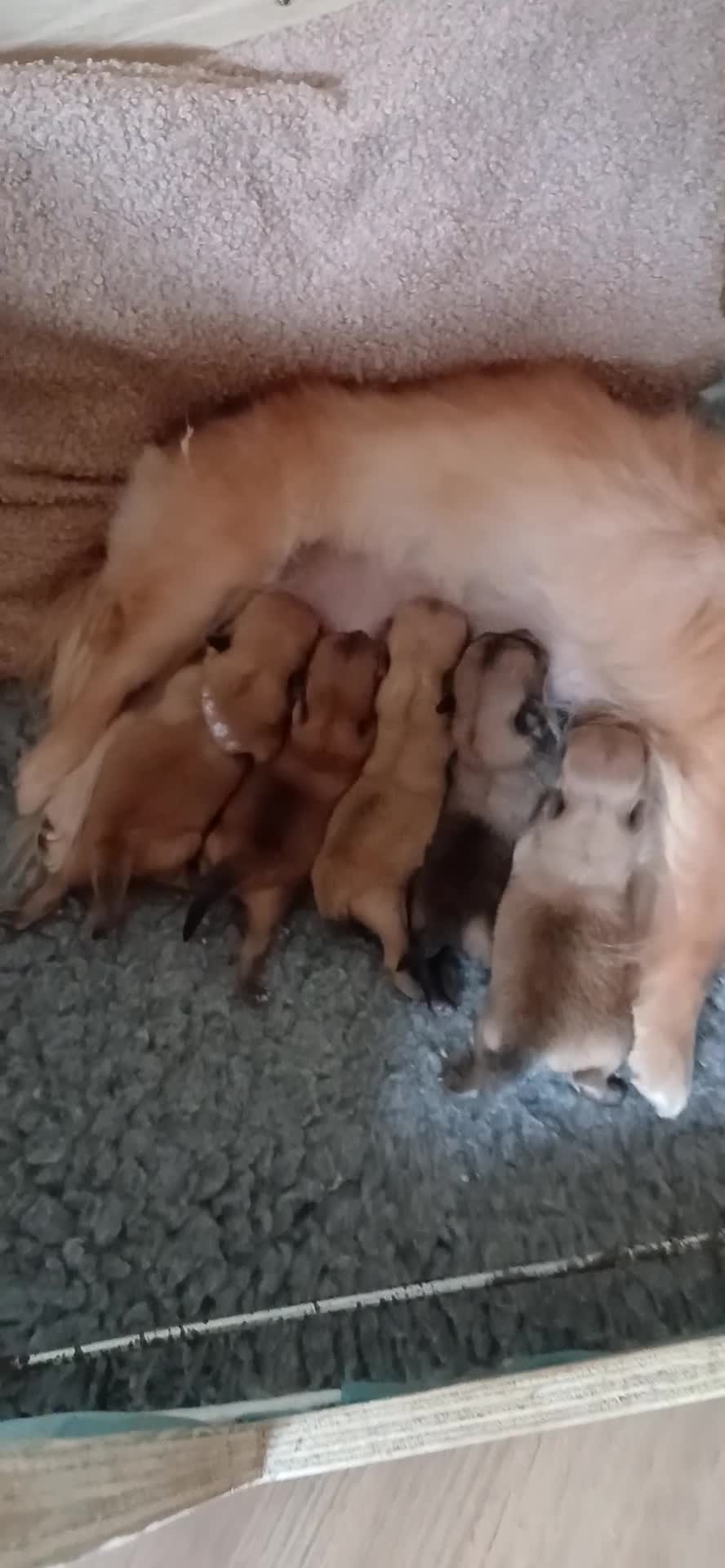 Pomchi honden te koop: Te koop - prachtige pomeriaan pups - Video 1