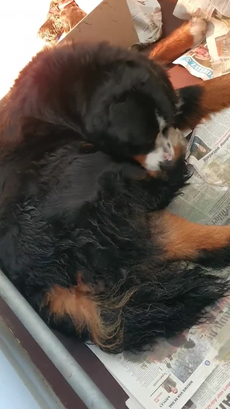 Berner Sennenhond honden te koop: Stamboom Berner Sennen pups - Video 1