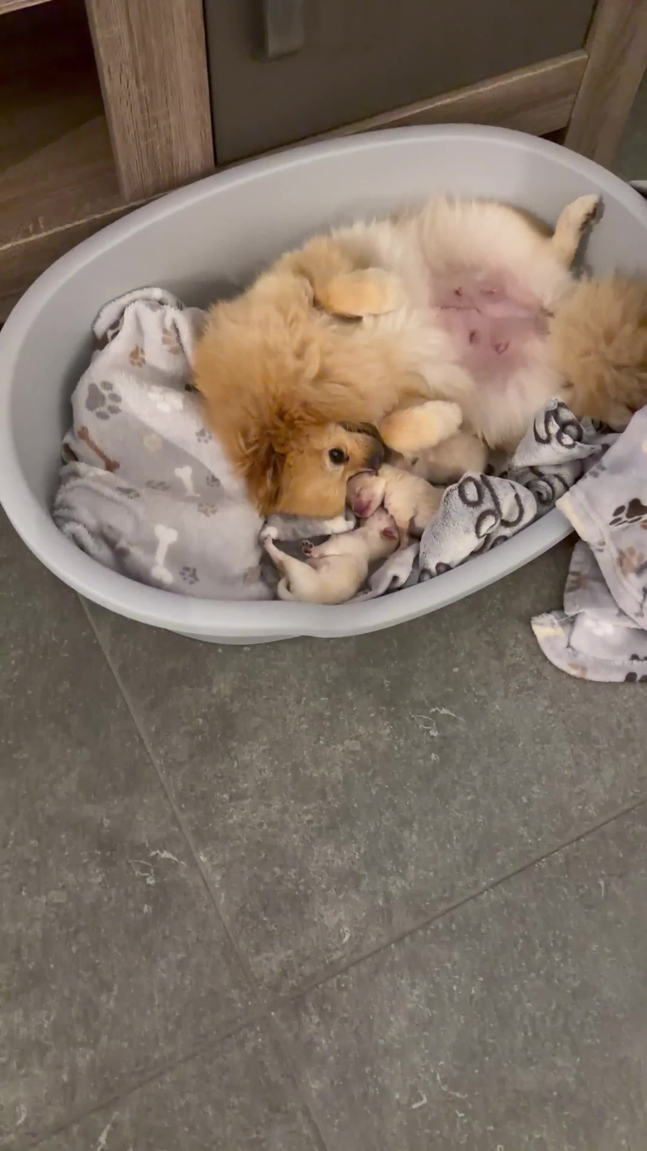 Pomeriaan honden te koop: Twee prachtige raszuivere Pomeranian beschikbaar - Video 2